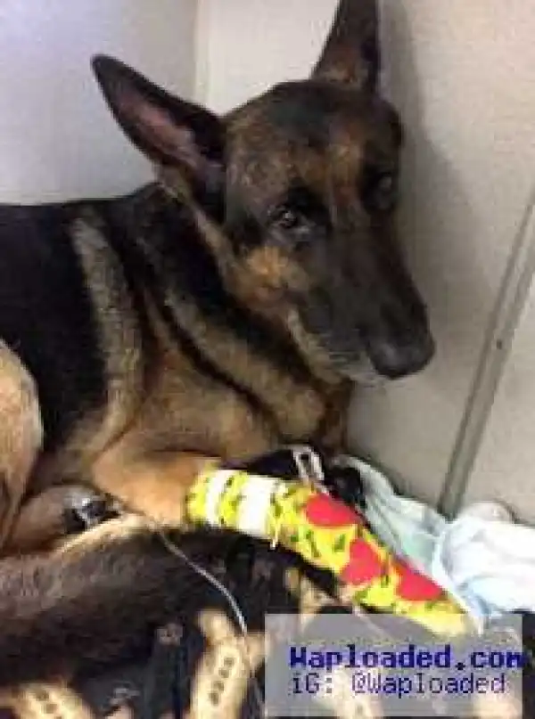 Family dog leads firefighters to trapped children in their burning home